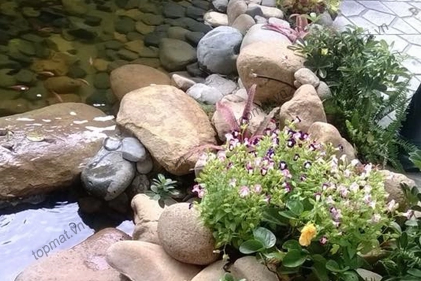 Đá cuội cho hồ cá nằm quanh mép nước tạo vẻ trong trẻo và tự nhiên cho tiểu cảnh thủy sinh