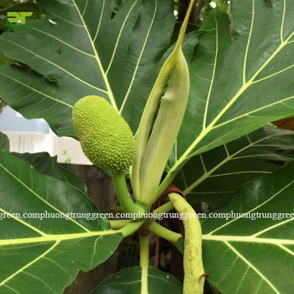 Đặc điểm Cây Sa Kê được thể hiện qua thân cây chắc và tán lá xanh rộng