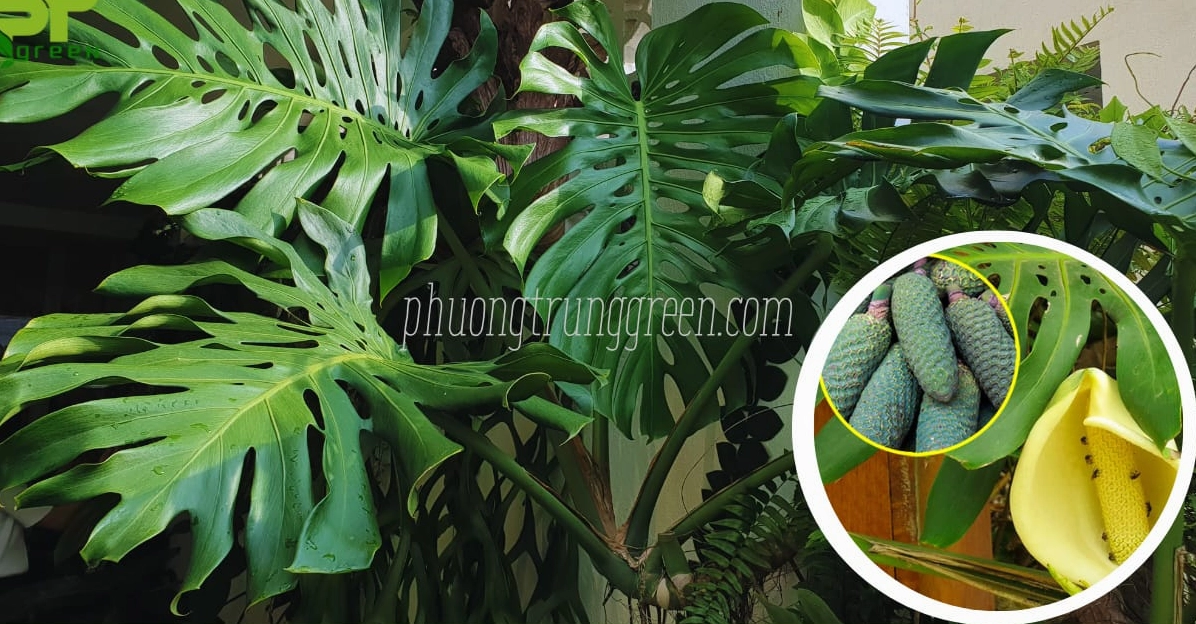 Đặc điểm Cây Trầu Bà Nam Mỹ với thân lá khỏe và dáng xẻ đặc trưng