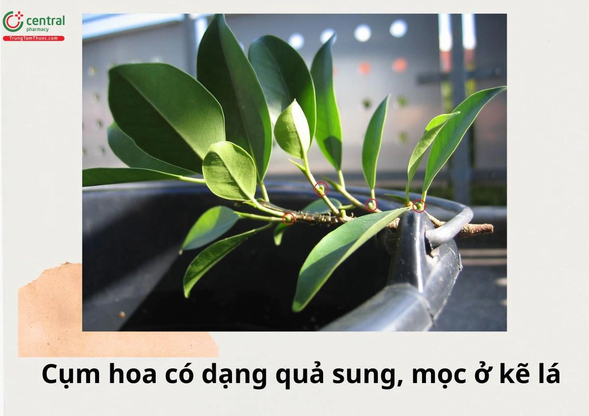 Đặc điểm cụm hoa của cây Gừa có dạng quả sung nhỏ mọc ở kẽ lá với hình khối tròn đặc trưng