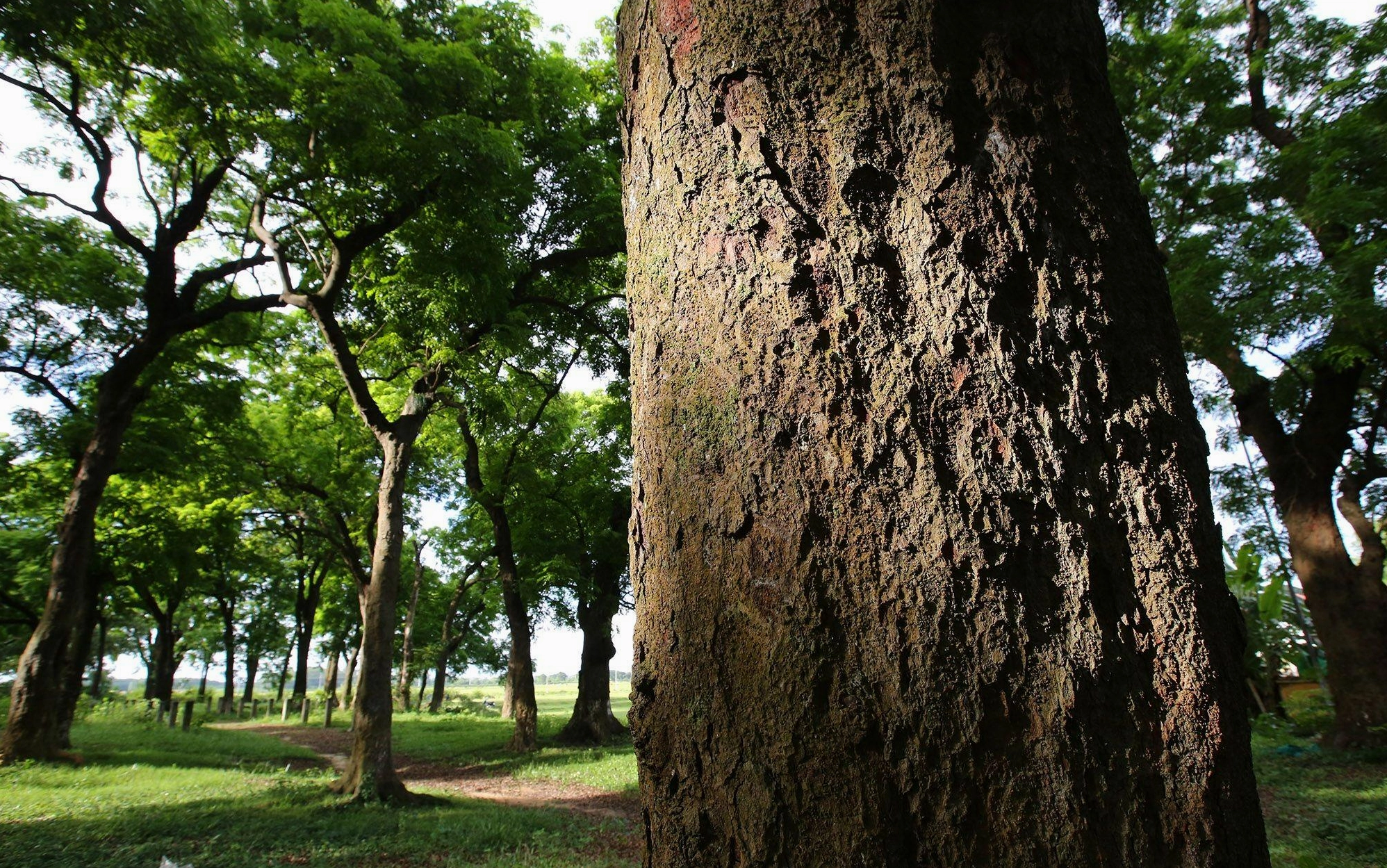 Đặc điểm gỗ Lim với bề mặt chắc, màu sắc trầm ấm và đường vân tự nhiên