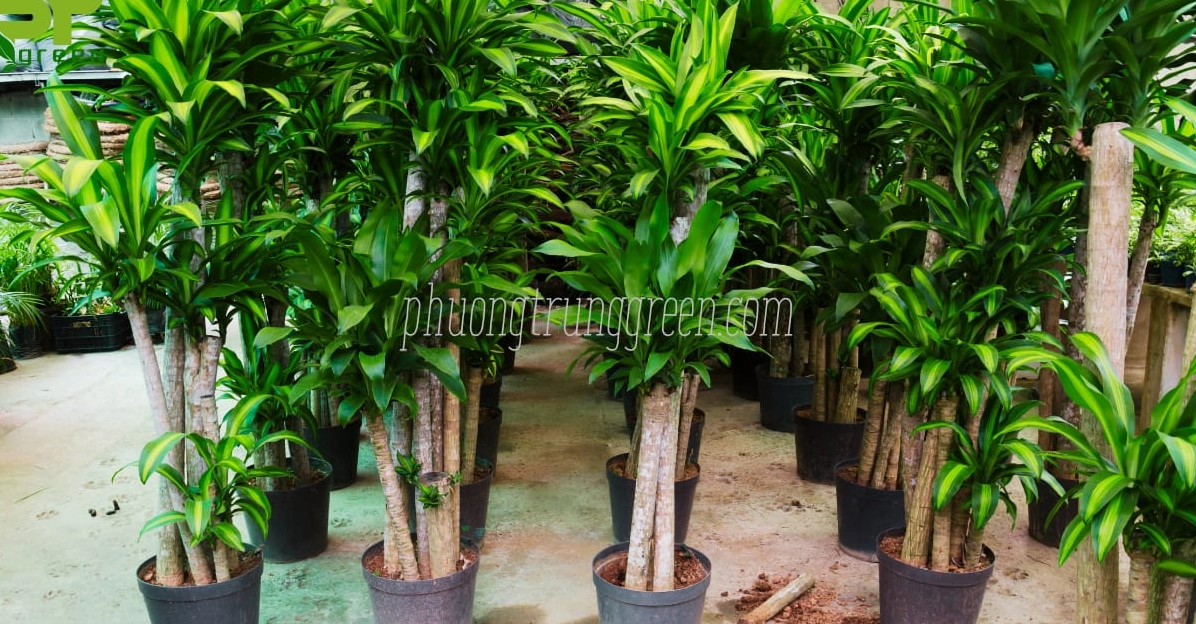 Đặc điểm hình thái Cây Phát Tài Khúc với thân gỗ nâu và tán lá xanh viền vàng nổi bật