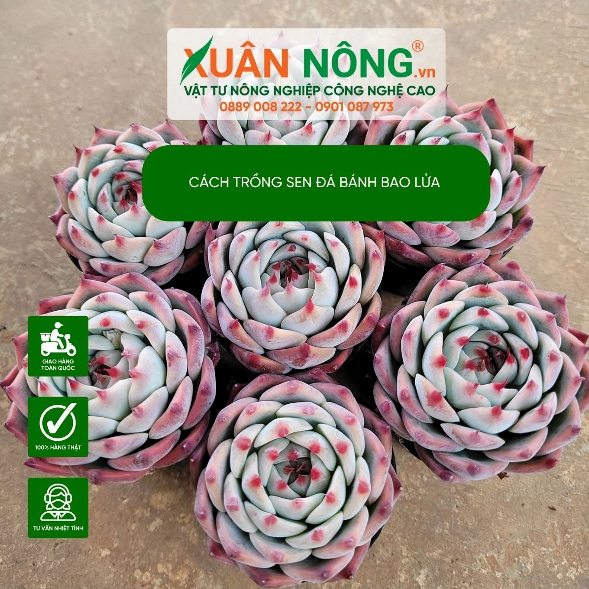 Đặc điểm sen đá bánh bao lửa với lá dày, tròn, mọng nước và sắc đỏ cam ở mép lá