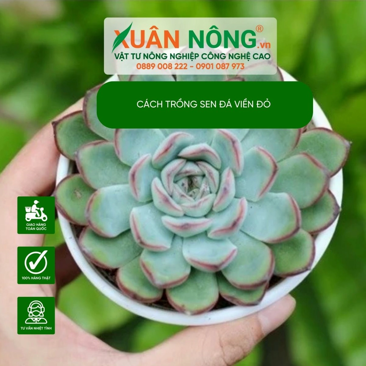 Đặc điểm Sen Đá Viền Đỏ với lá mọng xếp đều và viền đỏ ôm quanh phiến lá