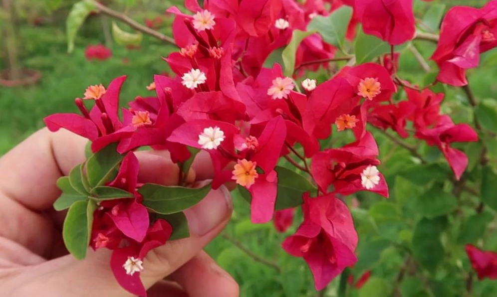 Đặc điểm sinh trưởng của Cây Bông Giấy với cành leo khỏe và hoa nở thành chùm