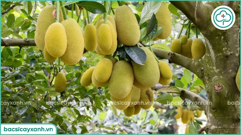Đặc điểm sinh trưởng của Cây Mít qua thân, lá và dáng phát triển khỏe trong môi trường vườn