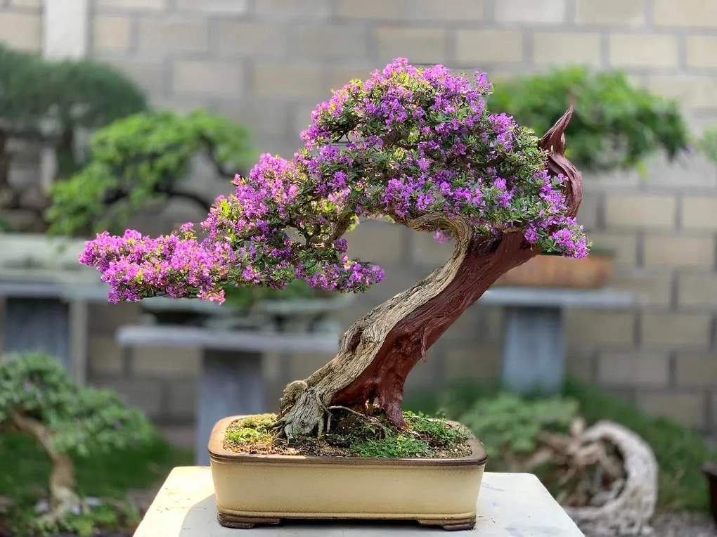 Đặc điểm thân cành và tán lá của Cây Linh Sam hiện lên rõ nét trong ánh sáng tự nhiên