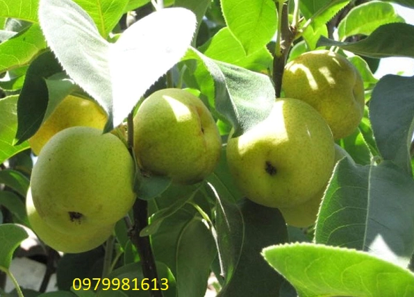 Đặc điểm thực vật cây lê với lá xanh, cành non và cấu trúc sinh trưởng rõ nét