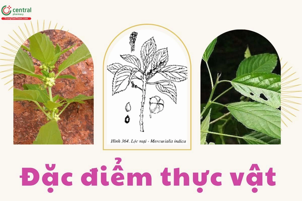 Đặc điểm thực vật của cây Lộc Mại được thể hiện qua lá xanh và thân cành rõ nét