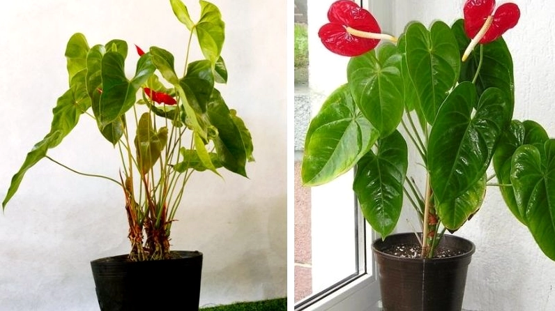 Đại Hồng Môn có tán lá lớn và mo hoa rực rỡ tạo cảm giác sang trọng trong không gian rộng