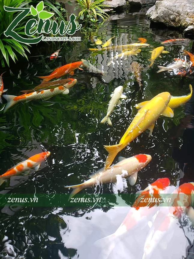 Đàn cá Koi nhiều màu bơi trong hồ có độ sâu lý tưởng và nước xanh trong