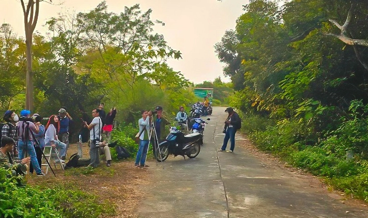 Đàn voọc chuyền cành trên những tán lim xẹt vàng rực vào buổi chiều ở Sơn Trà