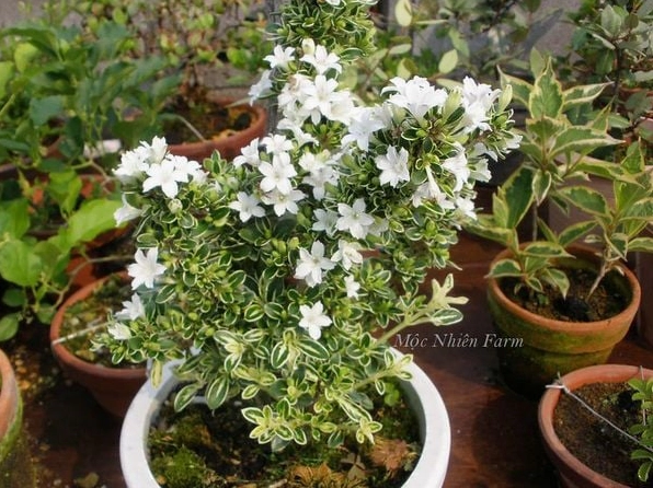 Dáng bonsai của Cây Bạch Tuyết Mai với cành uốn mềm và tán lá cân đối đầy nghệ thuật