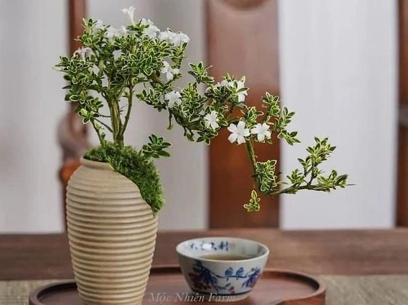 Dáng Cây Bạch Tuyết Mai nổi bật trong ảnh với độ rũ nhẹ và màu xanh dễ chịu