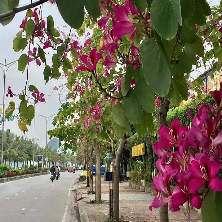 Dáng cây ban đỏ phát triển cân đối thích hợp trồng cảnh quan đường phố và sân vườn