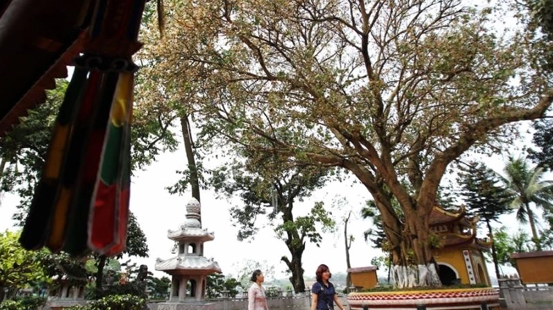 Dáng cây bồ đề thanh thoát với đường nét hài hòa, mang đến cảm giác sâu lắng và dễ chịu khi ngắm nhìn