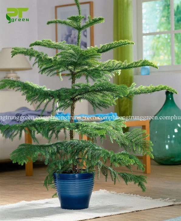Dáng cây tùng bách tán khỏe mạnh với tán lá xanh đều trong cảnh quan ngoài trời