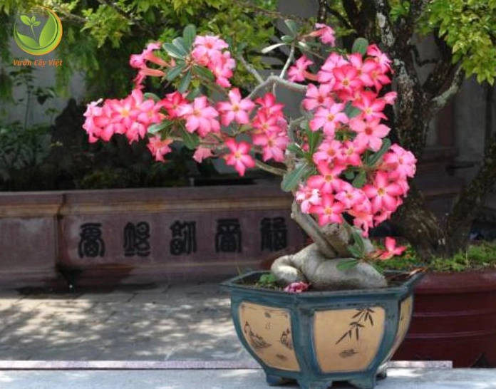 Đất trồng Cây Hoa sứ tơi xốp giúp rễ thoáng khí và hạn chế tình trạng úng nước