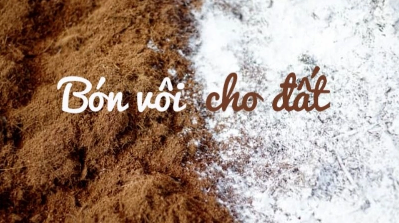 Đất trồng Cây Trúc Mây được xử lý để hạn chế nấm bệnh và giúp rễ phát triển ổn định