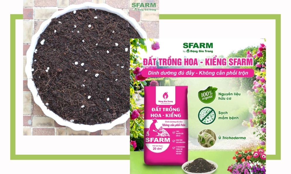 Đất trồng phù hợp cho Cây Kèn Hồng cần tơi xốp thoát nước tốt và giàu dinh dưỡng