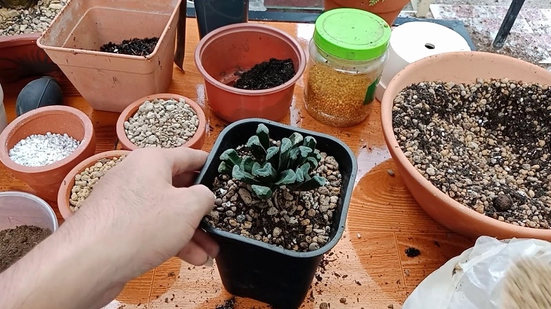 Đất trồng sen đá được phối trộn tơi xốp giúp rễ thông thoáng và hạn chế úng nước
