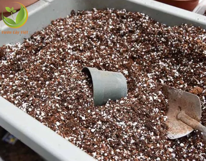 Đất trồng sen đá Sedum cần tơi xốp để giữ bộ rễ khô thoáng và khỏe mạnh
