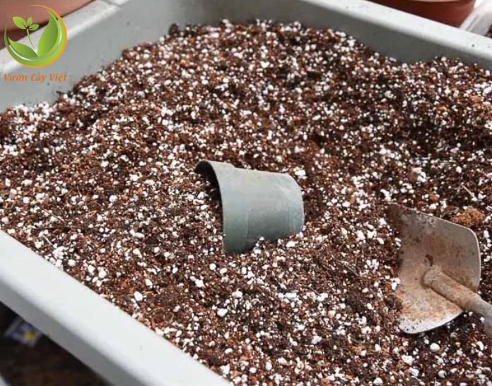 Đất trồng sen đá sedum cần tơi xốp và thoát nước để bộ rễ phát triển khỏe mạnh