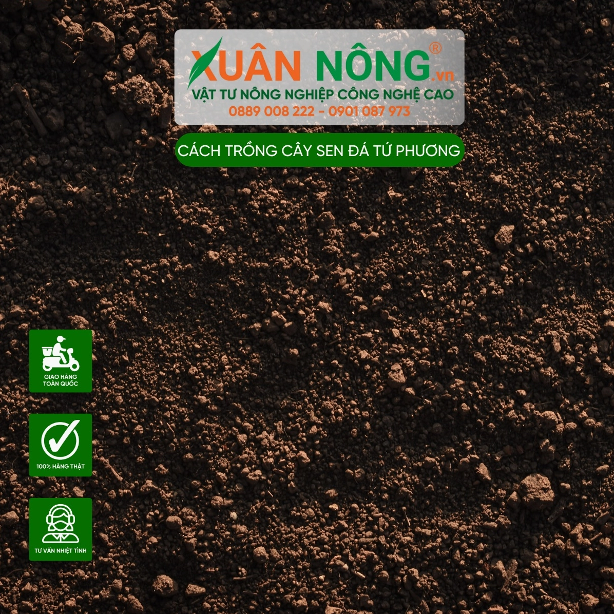 Đất trồng Sen Đá Tứ Phương tơi xốp giúp rễ thoáng và hạn chế úng nước