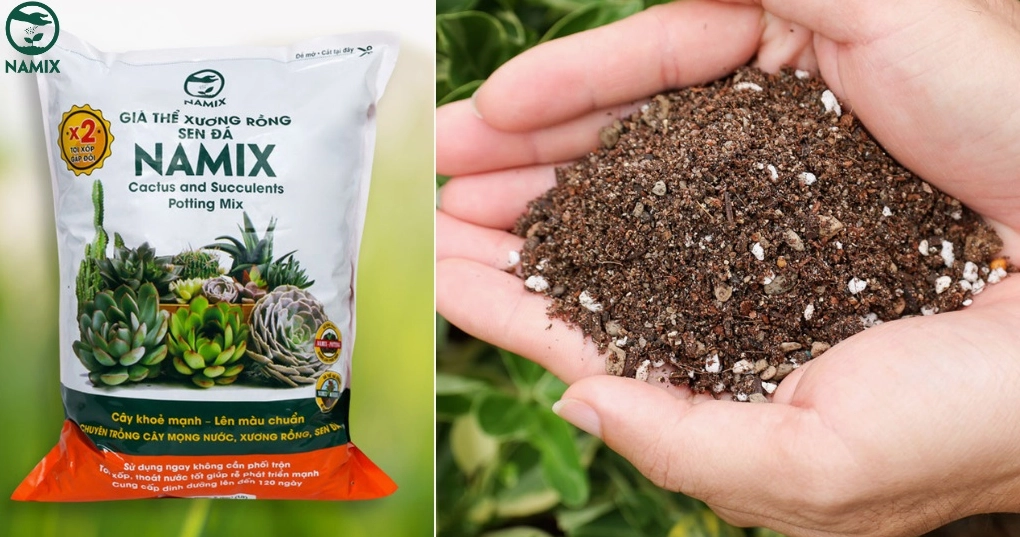 Đất trồng xương rồng tơi xốp giúp Xương Rồng Kim Hổ thoát nước tốt và hạn chế úng rễ