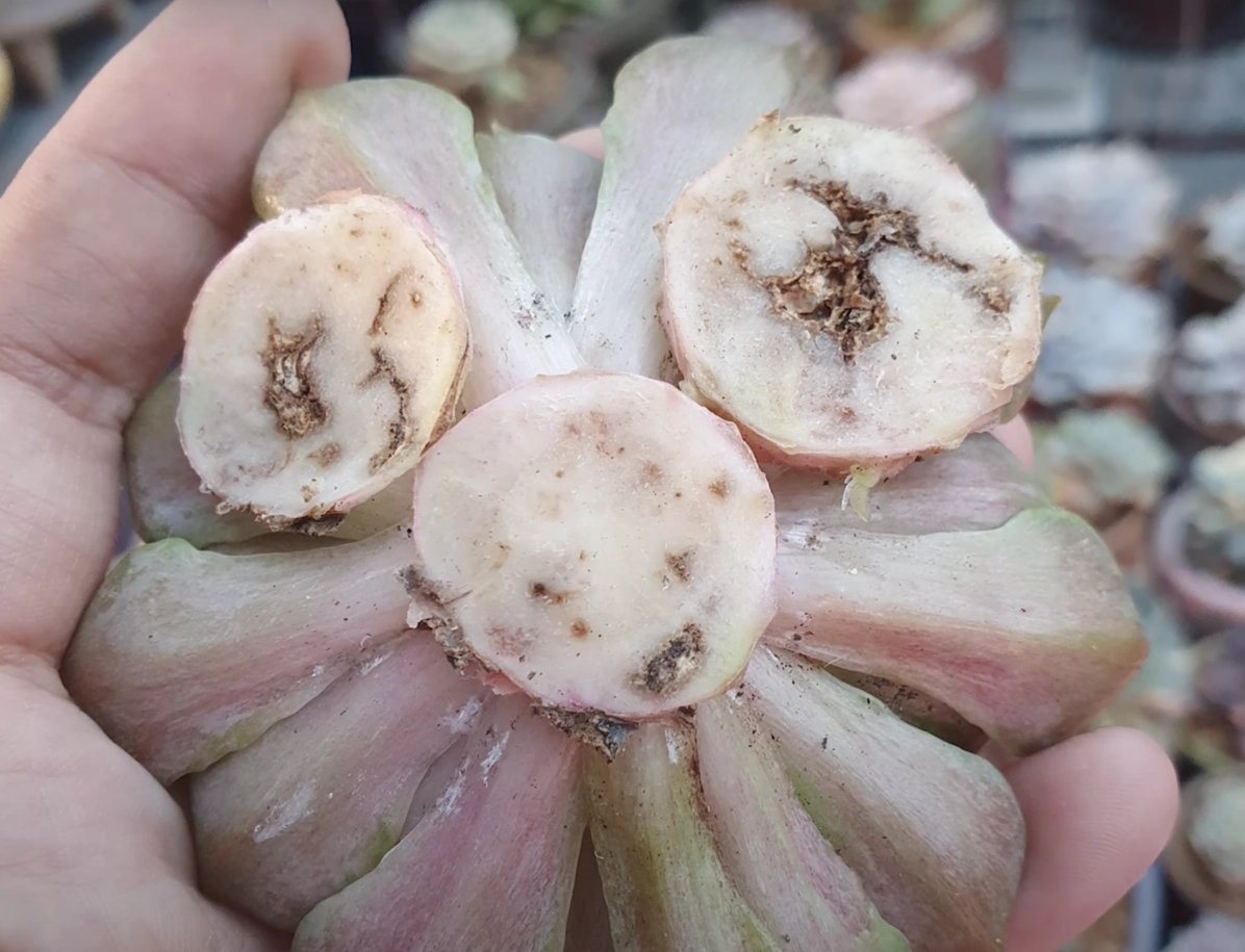 Dấu hiệu Cây Sen Đá bị tuyến trùng rễ cần được kiểm tra để tránh cây suy yếu