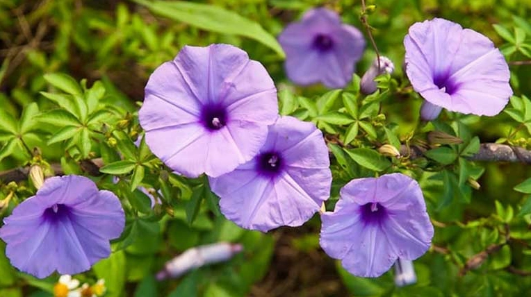 Dây bìm bìm biếc vươn leo tự nhiên, đan xen hoa nở và lá non tạo cảm giác hoang dã đầy thi vị
