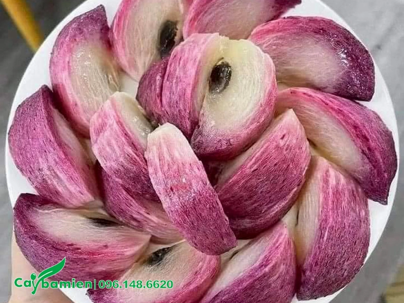 Đĩa Vú Sữa chín mọng với lớp vỏ tím óng, trái tròn đều và tươi ngon