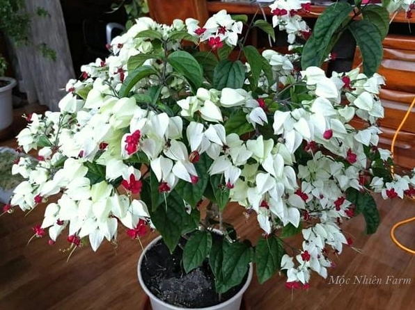 Điều kiện nhiệt độ lý tưởng cho Hoa ngọc nữ dao động từ 18 đến 25 độ để cây phát triển hài hòa