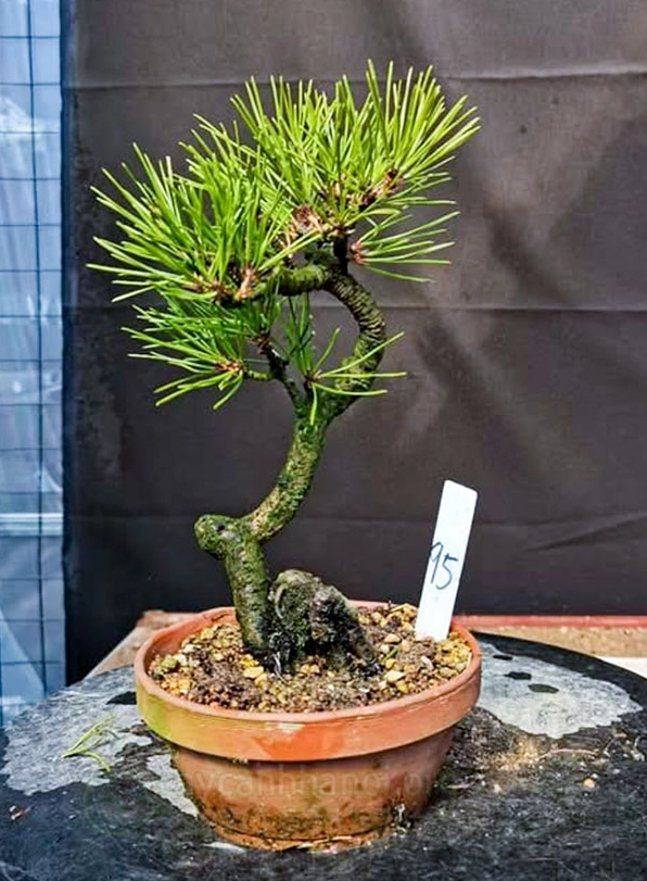 Điều kiện sinh trưởng của Cây Thông Đen Nhật Bản thể hiện qua dáng cây khỏe dưới ánh sáng tự nhiên