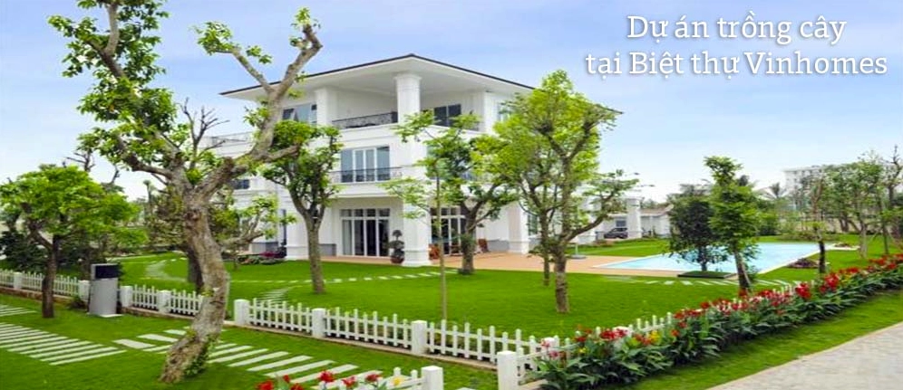 Dự án trồng cây tại biệt thự Vinhomes với nhiều lớp cây xanh trang trí cảnh quan