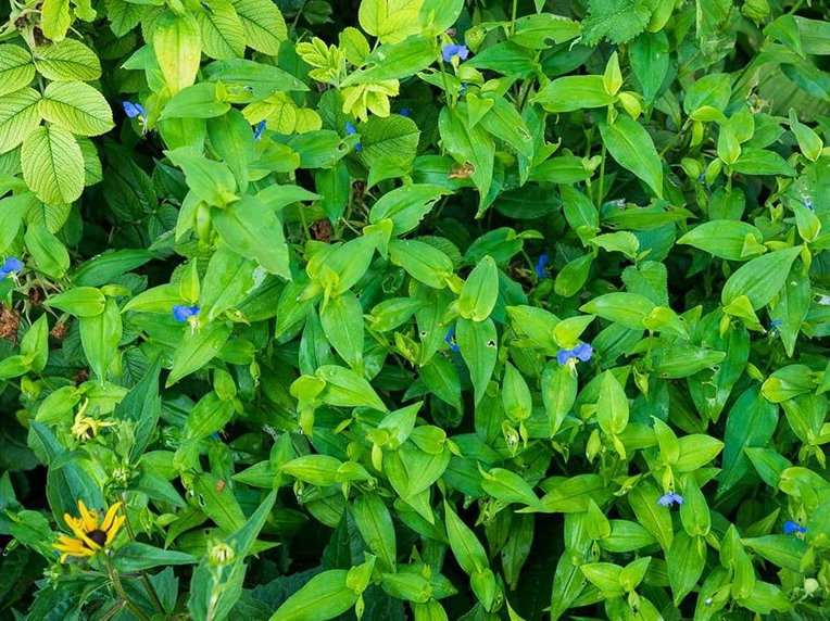 Dược liệu thài lài trắng được ghi lại rõ nét với phần thân lá và đặc điểm thực vật dễ nhận biết