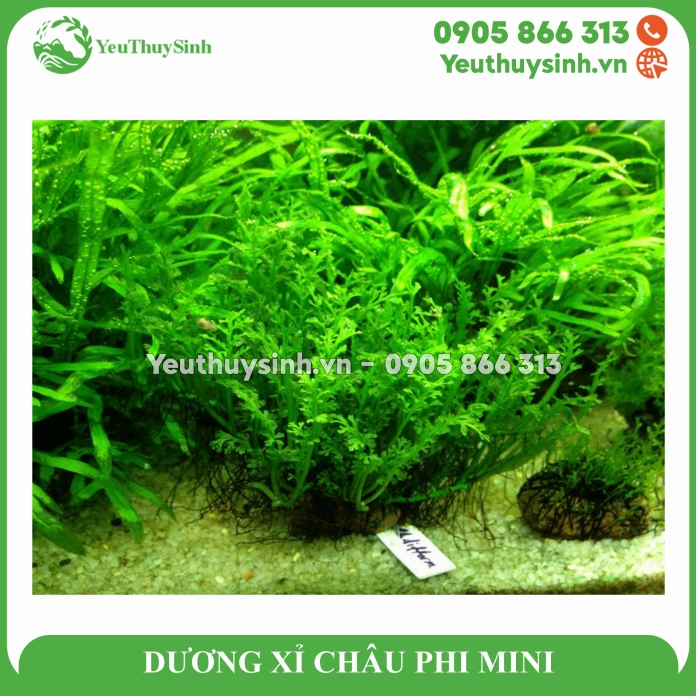 Dương xỉ châu Phi mini dùng cho cây thủy sinh và bán cạn với sắc lá xanh đậm