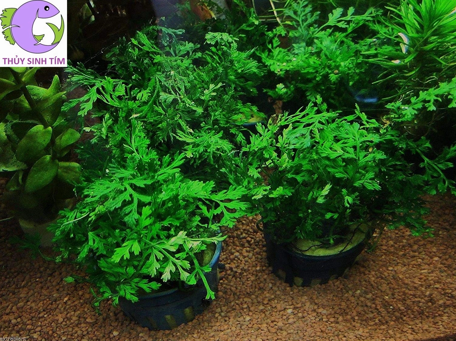 Dương xỉ châu Phi mini với mảng lá xanh nhỏ mọc thành bụi thấp