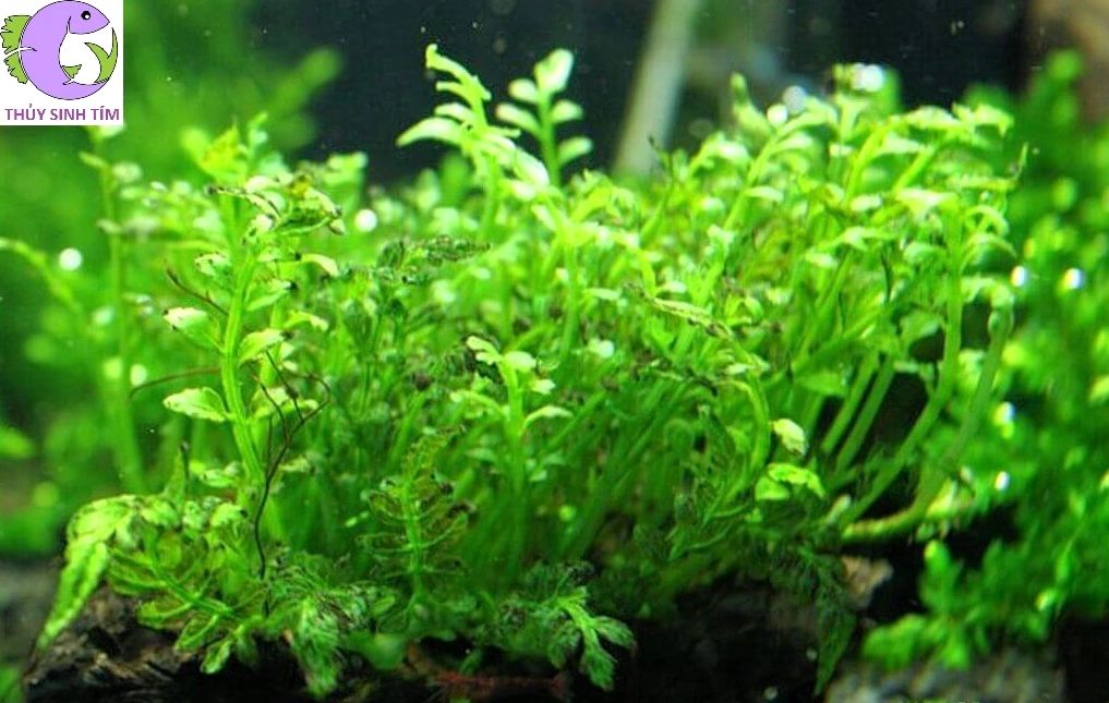 Dương xỉ châu Phi mini xanh đậm với tán lá nhỏ vươn mềm trong không gian ẩm mát