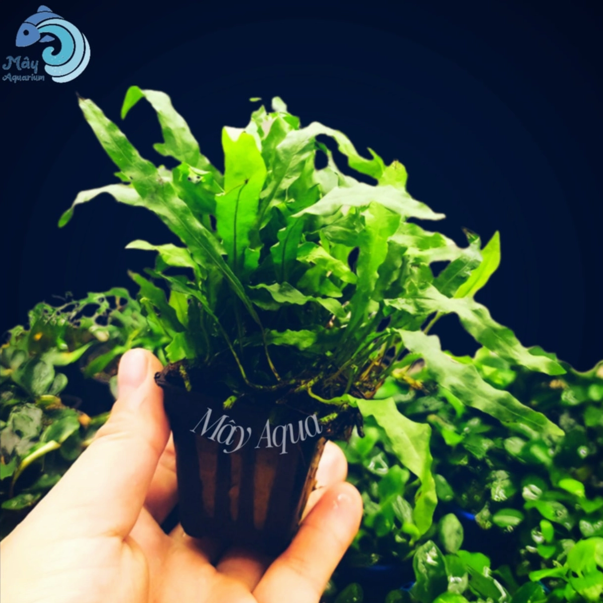 Dương Xỉ Mỹ Nhân thủy mộc với cụm lá xanh nổi bật