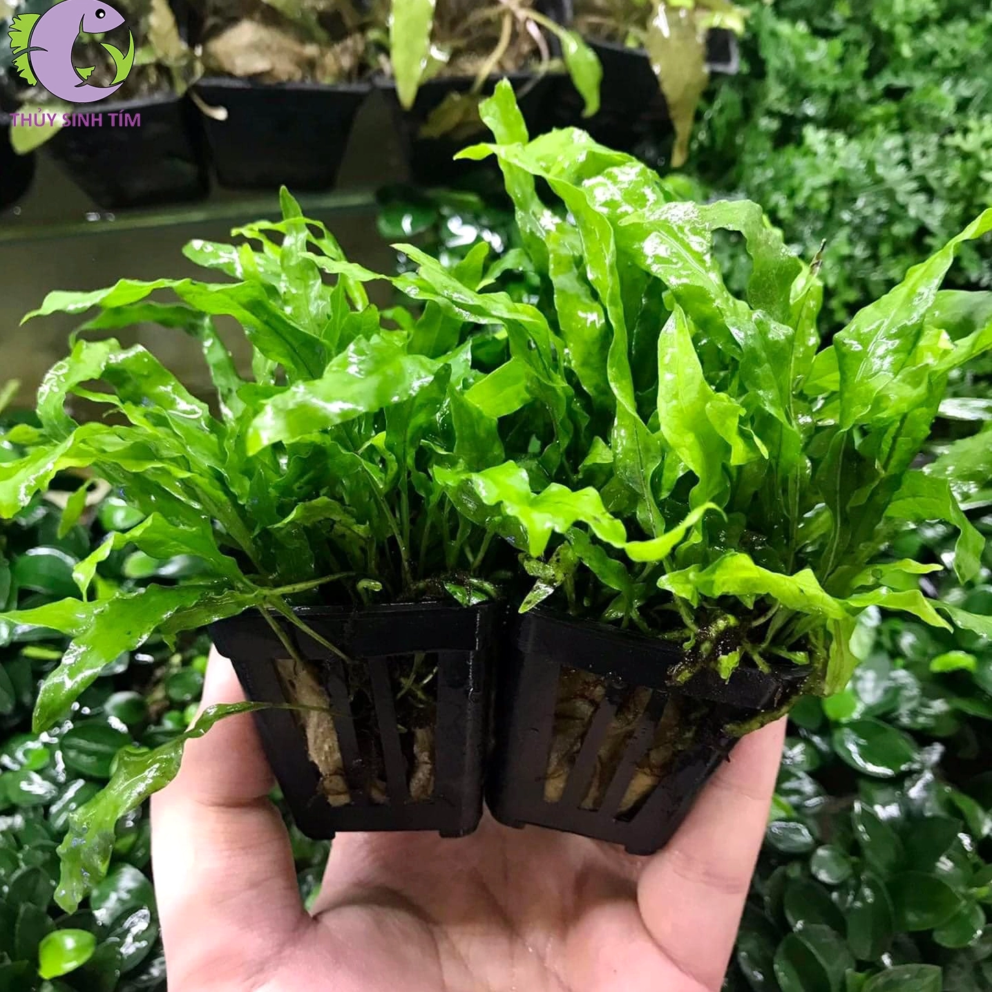 Dương xỉ mỹ nhân với lá xanh xếp lớp mềm mại và dày dặn