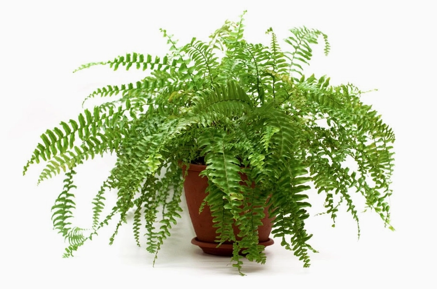 Dương xỉ Mỹ xanh mướt với lá cong mềm trong không gian nội thất