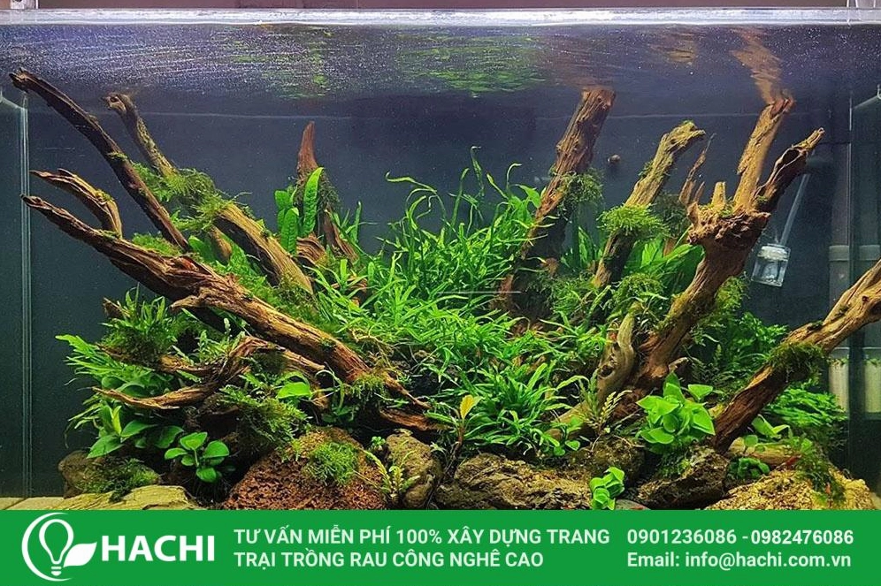 Dương xỉ thủy canh xanh khỏe trong điều kiện nước và ánh sáng dịu