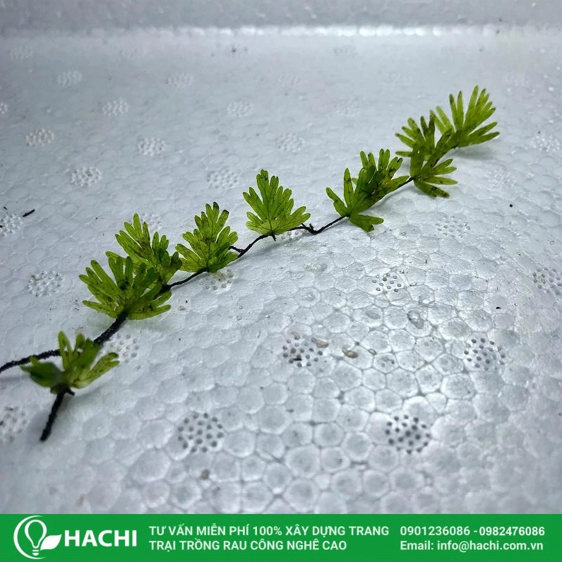 Dương xỉ thủy sinh bàn tay với đầu lá xòe rộng tạo cảm giác chuyển động tự nhiên