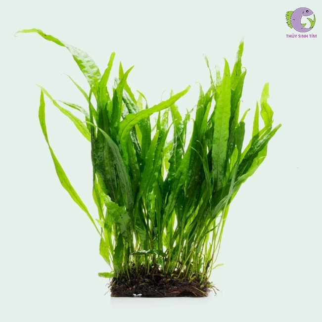 Dương xỉ thủy sinh có lá dài mềm màu xanh tươi nổi bật trên nền bể tự nhiên