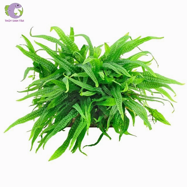 Dương xỉ thủy sinh màu xanh rêu phủ nhẹ quanh bố cục đá tạo vẻ cổ kính tự nhiên