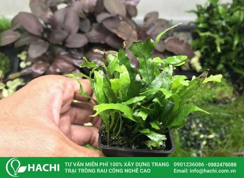 Dương xỉ thủy sinh Thor với hình thái lá độc đáo nổi bật trong nền nước tĩnh lặng