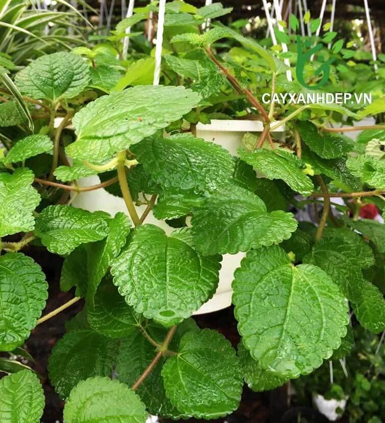 Gấm Đồng Tiền với lá tròn xinh, sắc màu tươi đậm tạo điểm nhấn rực rỡ cho bồn cây