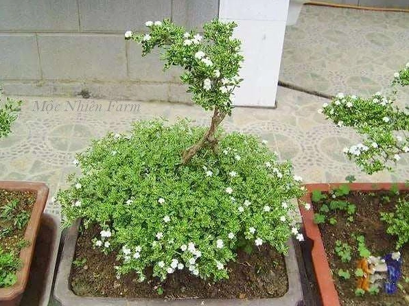 Giá thể trồng Cây Bạch Tuyết Mai tơi xốp thoát nước tốt giúp bộ rễ phát triển ổn định
