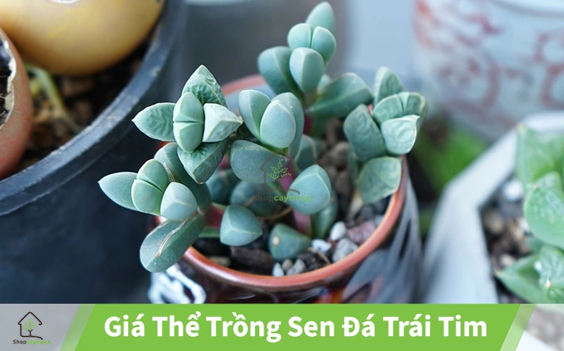 Giá thể trồng Sen Đá Trái Tim tơi thoáng hỗ trợ rễ khỏe và hạn chế đọng nước